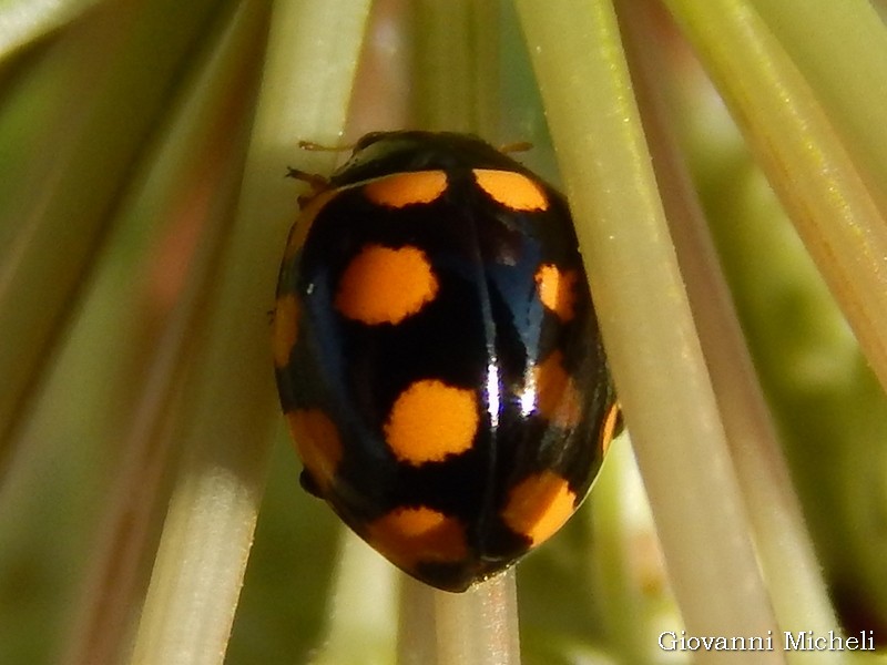 Coccinellidae: Coccinula quatuordecimpustulata? S.